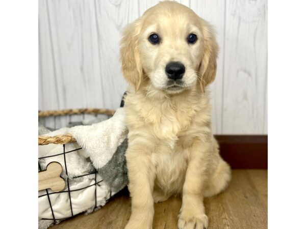 Golden Retriever DOG Male 1566 Petland Eastgate, Ohio