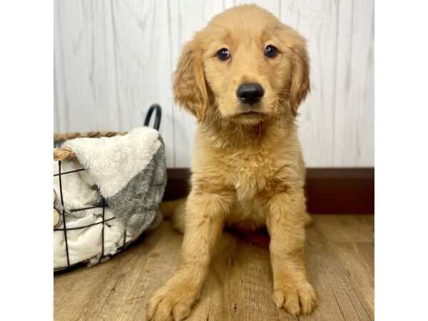 Golden Retriever DOG Female 1565 Petland Eastgate, Ohio