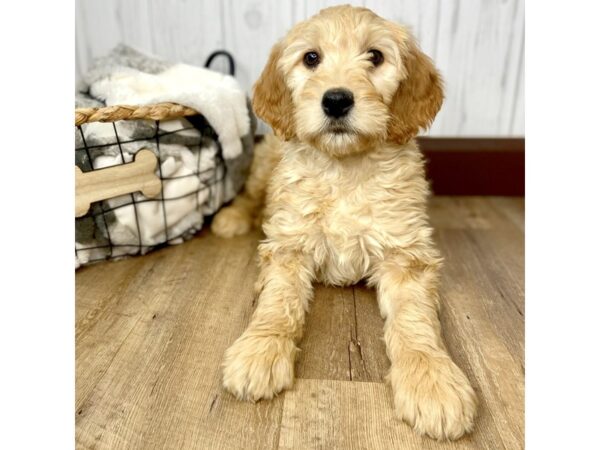 Goldendoodle DOG Female Golden 1553 Petland Eastgate, Ohio