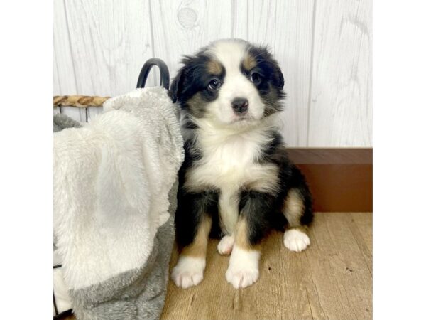 Mini Aussie DOG Female BLK TRI 1593 Petland Eastgate, Ohio