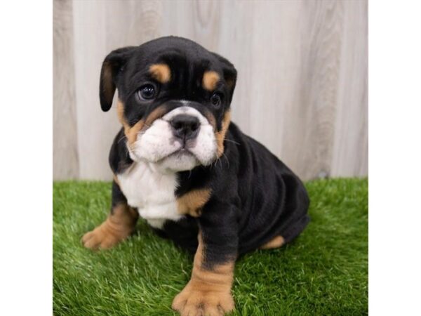 Bulldog DOG Female Black 1604 Petland Eastgate, Ohio