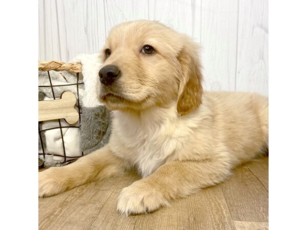 Golden Retriever DOG Female Golden 1612 Petland Eastgate, Ohio