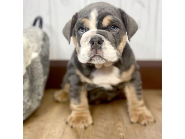 Bulldog DOG Female Blue 1605 Petland Eastgate, Ohio