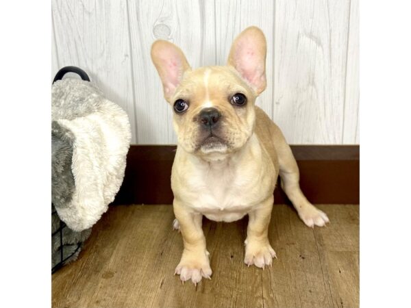 French Bulldog DOG Female Cream 1619 Petland Eastgate, Ohio