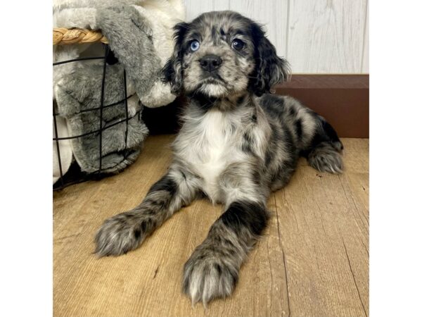 Ori Pei-DOG-Female-Blue Merle-1625-Petland Eastgate, Ohio