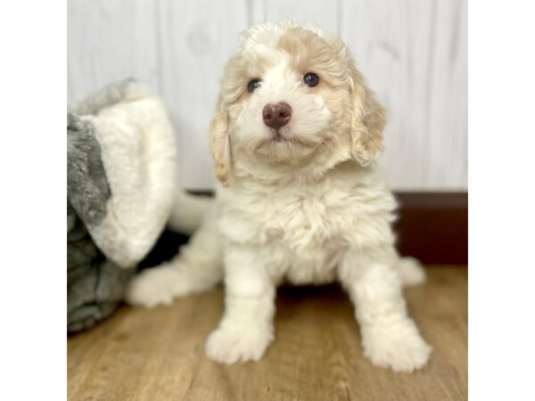 NewfyPoo Mini-DOG-Female-Cream / White-1636-Petland Eastgate, Ohio