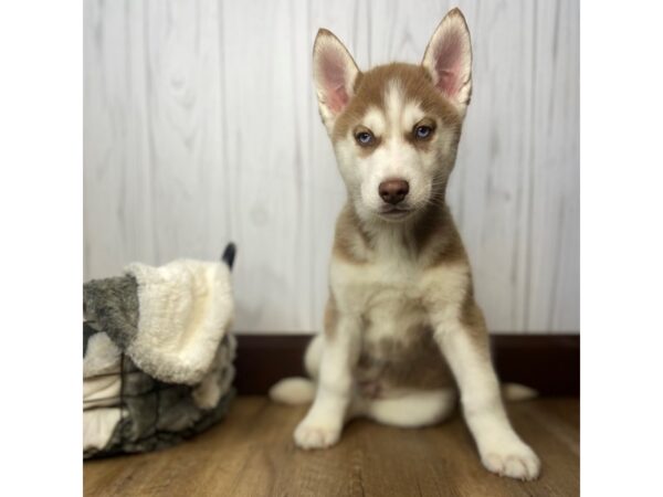 Siberian Husky DOG Male 1671 Petland Eastgate, Ohio