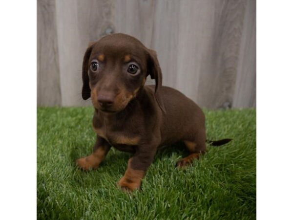 Dachshund DOG Male Chocolate / Tan 1680 Petland Eastgate, Ohio