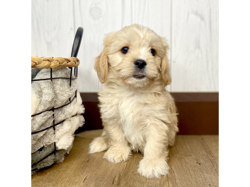 Cavachon Puppy Apricot ID:1696 Located at Petland Eastgate, Ohio
