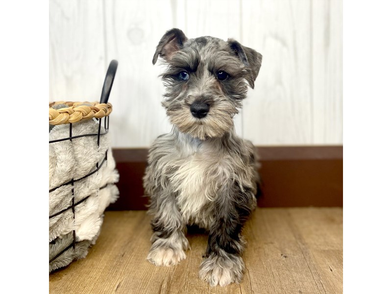 Miniature Schnauzer Puppy Blue Merle ID:1692 Located at Petland