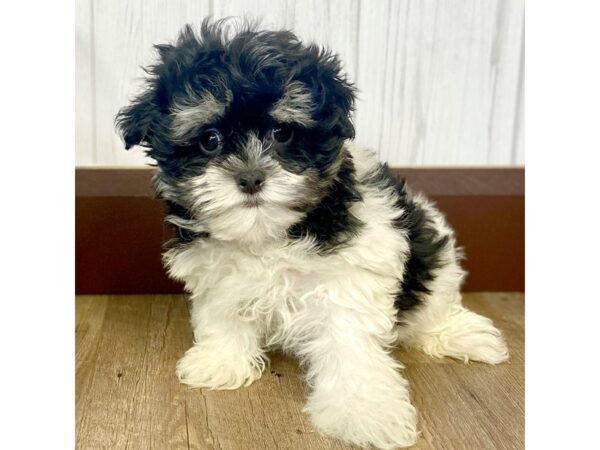 Havamalt-DOG-Male-Black / White-1709-Petland Eastgate, Ohio