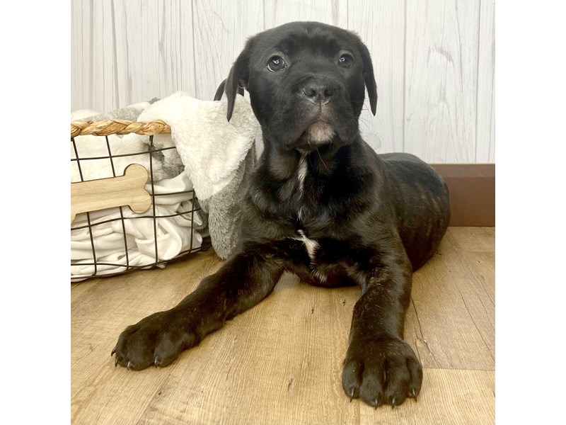 Cane Corso Puppy Brindle ID1716 Located at Petland Eastgate, Ohio