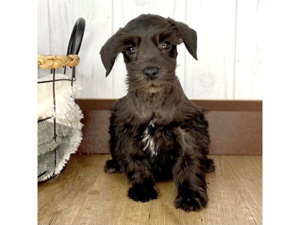 Mini Schnauzer DOG Female BLK 1745 Petland Eastgate, Ohio