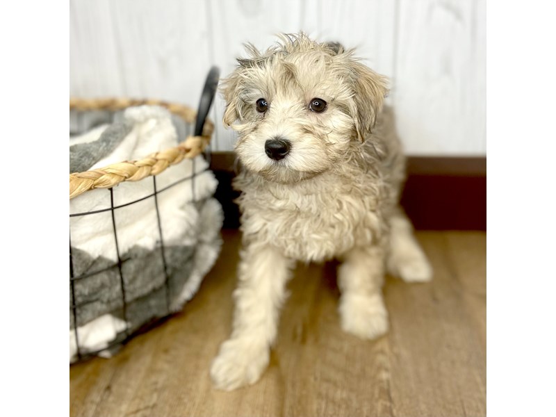 Maltipoo Puppy Sable ID:1742 Located at Petland Eastgate, Ohio