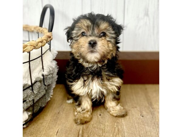 Yorkie Chon DOG Male 1739 Petland Eastgate, Ohio