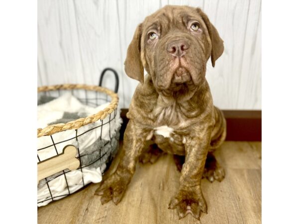 Neapolitan Mastiff/Dogue De Bordeaux-DOG-Female-Isabella-1734-Petland Eastgate, Ohio