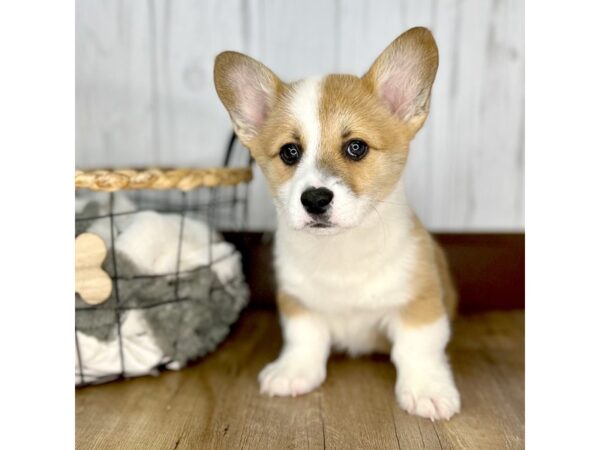 Pembroke Welsh Corgi DOG Male Red Sable 1759 Petland Eastgate, Ohio