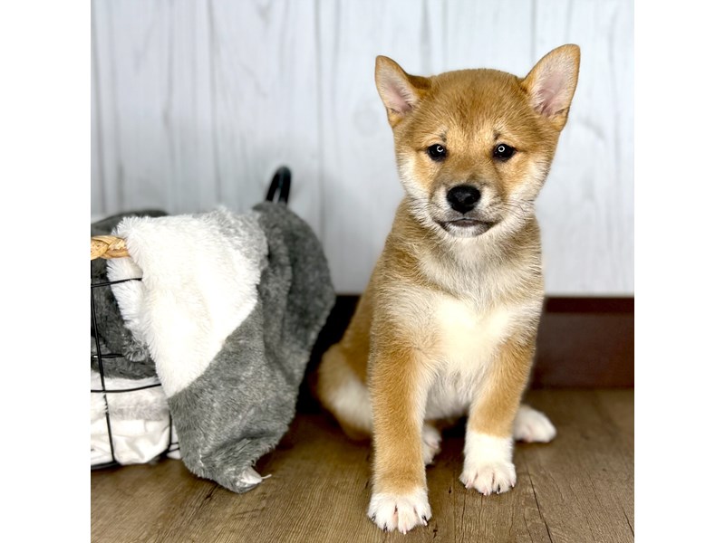 Shiba Inu Puppy Red Sesame ID:1817 Located at Petland Eastgate, Ohio