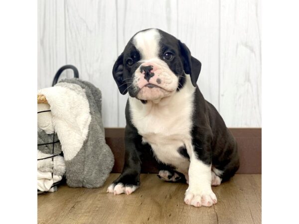 Bulldog DOG Male Black 1829 Petland Eastgate, Ohio