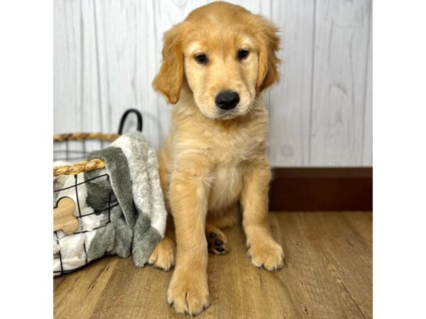 Golden Retriever DOG Male Golden 1841 Petland Eastgate, Ohio