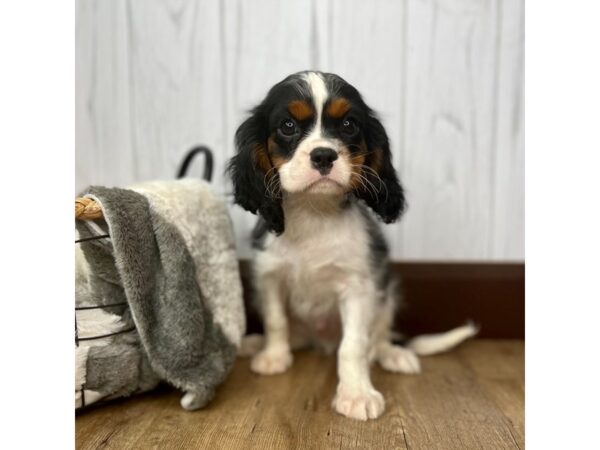 Cavalier King Charles Spaniel DOG Male 1866 Petland Eastgate, Ohio