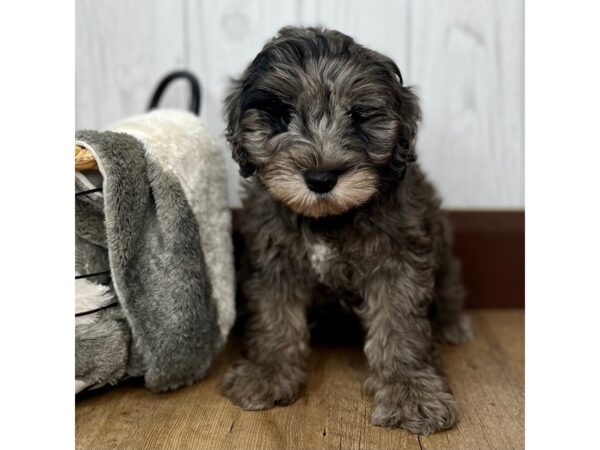 Schnoodle-DOG-Male-Blue Merle-1859-Petland Eastgate, Ohio