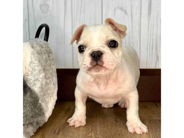 French Bulldog DOG Male Cream 1875 Petland Eastgate, Ohio