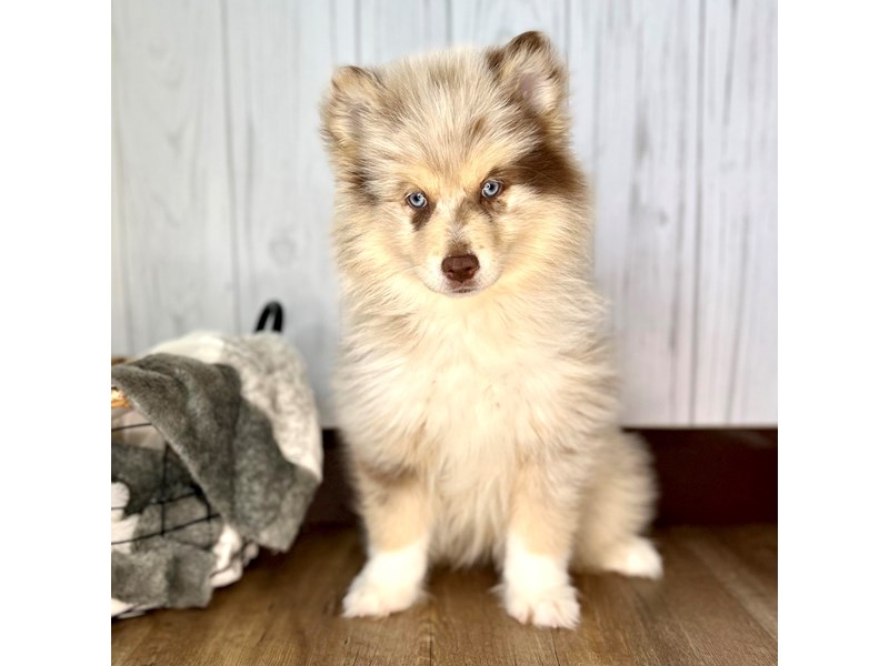 Pomsky Puppy Chocolate Merle ID:1881 Located at Petland Eastgate, Ohio