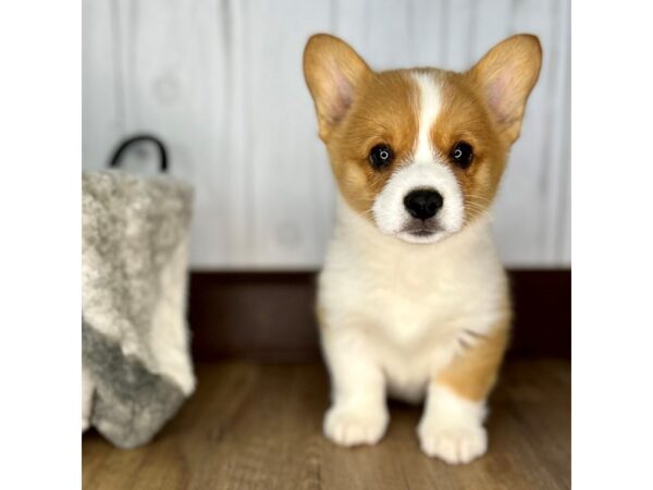 Pembroke Welsh Corgi DOG Male Red 1916 Petland Eastgate, Ohio