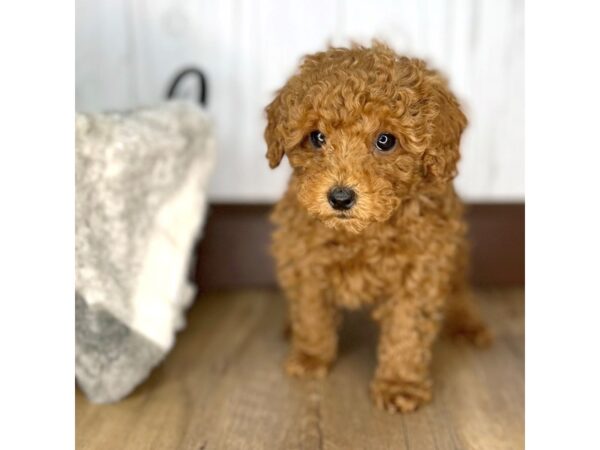 Poodle Toy-DOG-Female-Dark Red-1920-Petland Eastgate, Ohio