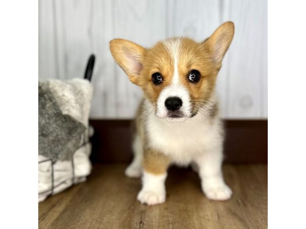 Pembroke Welsh Corgi DOG Female Sable / White 1951 Petland Eastgate, Ohio