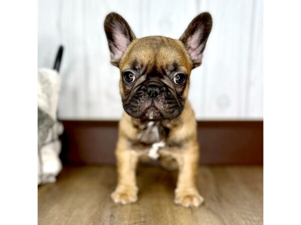 French Bulldog DOG Male Fawn 1938 Petland Eastgate, Ohio