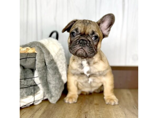 French Bulldog DOG Male Fawn 1963 Petland Eastgate, Ohio