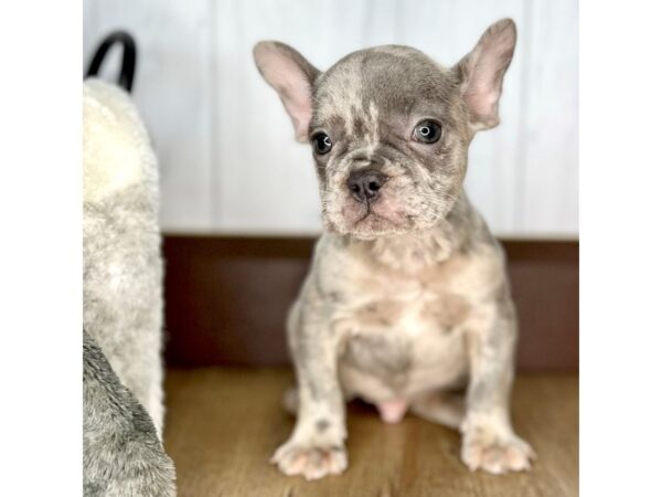 French Bulldog DOG Male 1988 Petland Eastgate, Ohio