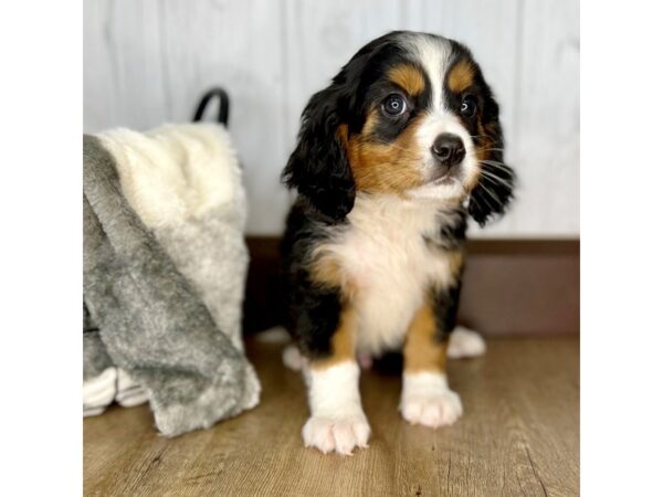 Mini Bernese DOG Male 1991 Petland Eastgate, Ohio