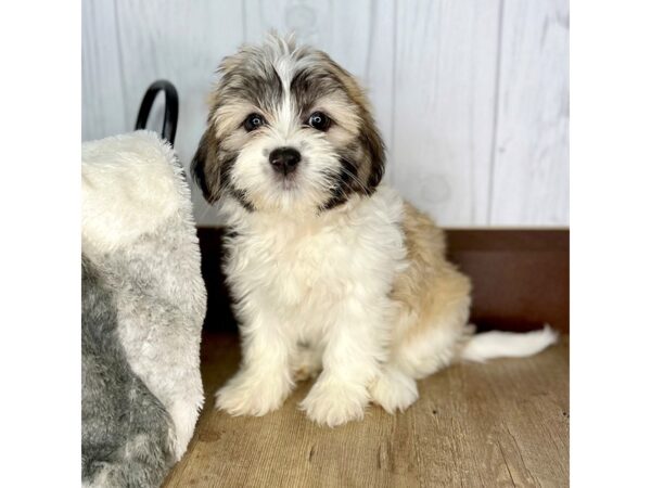 Havatzu-DOG-Female-Gold / White-1998-Petland Eastgate, Ohio