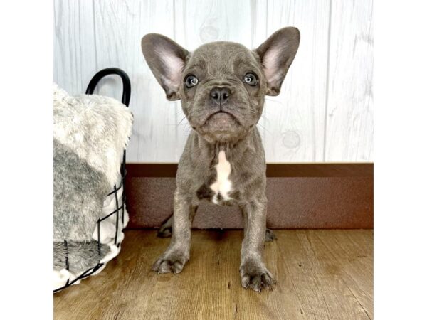 French Bulldog DOG Female 2011 Petland Eastgate, Ohio