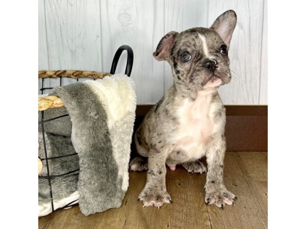 French Bulldog DOG Male Blue Merle 2014 Petland Eastgate, Ohio