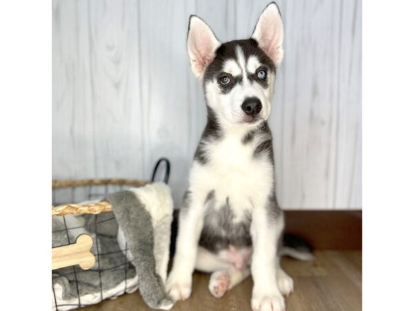 Siberian Husky DOG Male Black / White 2013 Petland Eastgate, Ohio