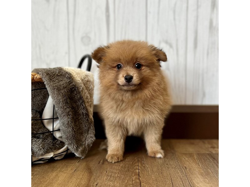 Pomeranian Puppy ID:2060 Located at Petland Eastgate, Ohio