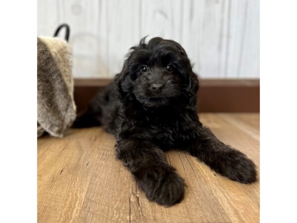 Aussiepoo DOG Male Black 2046 Petland Eastgate, Ohio