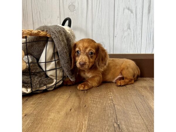 Dachshund DOG Male Wild Boar 2018 Petland Eastgate, Ohio