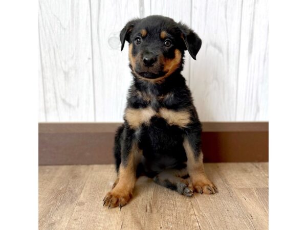 Rottweiler/German Shepherd-DOG-Male--2070-Petland Eastgate, Ohio