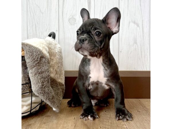 French Bulldog DOG Male Black 2064 Petland Eastgate, Ohio