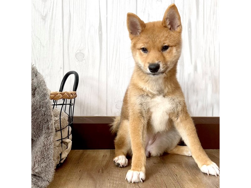 Shiba Inu Puppy Red Sesame ID:2051 Located at Petland Eastgate, Ohio