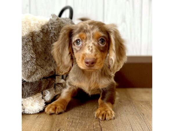 Dachshund DOG Female Chocolate / Tan 2112 Petland Eastgate, Ohio