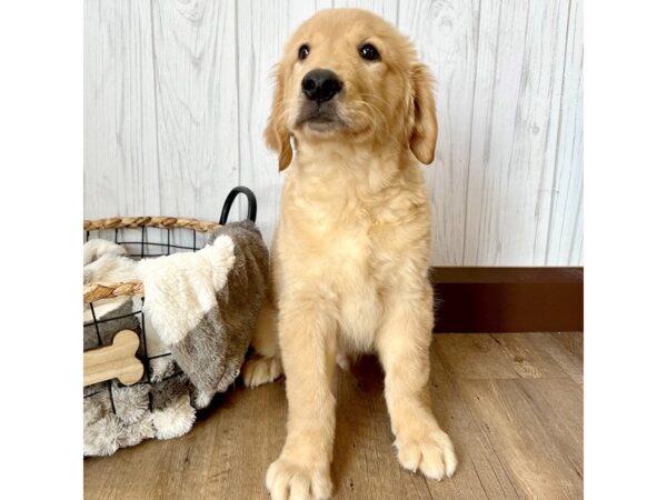 Golden Retriever DOG Male Golden 2142 Petland Eastgate, Ohio