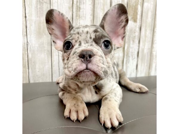 French Bulldog DOG Male Blue Merle 2162 Petland Eastgate, Ohio