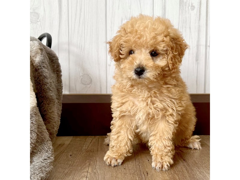 Miniature Poodle Puppy Apricot ID:2145 Located at Petland Eastgate
