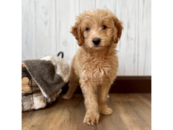 Goldendoodle Mini F1-DOG-Female-Cream-2172-Petland Eastgate, Ohio